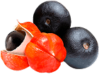 sastāvs